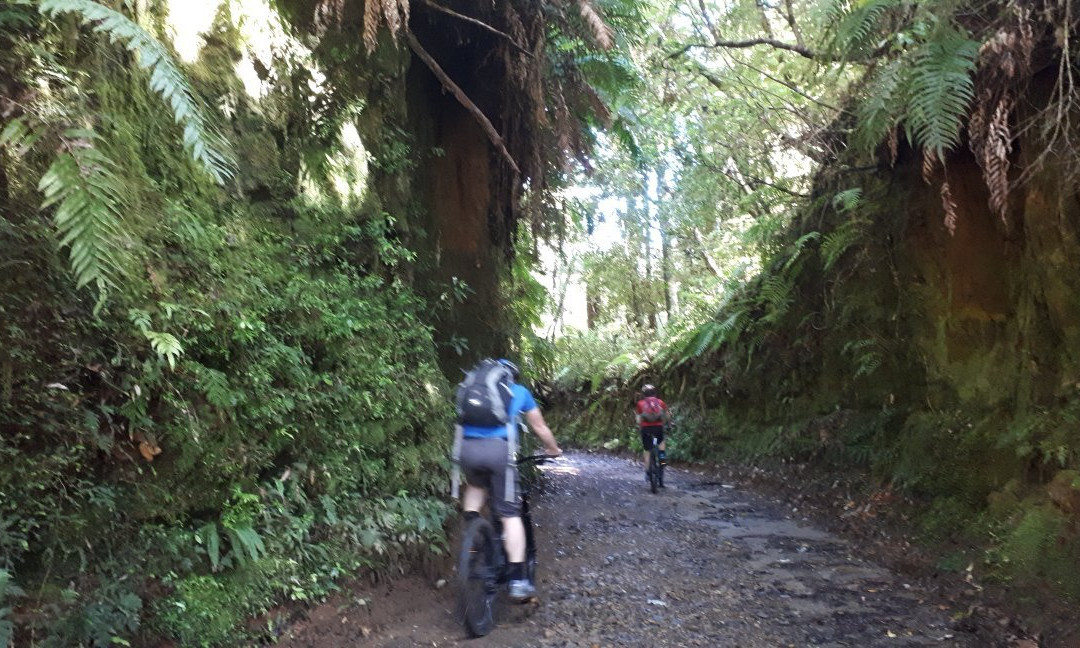 Timber Trail NZ景点图片