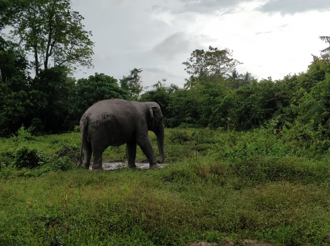 Krabi Elephant Sanctuary景点图片