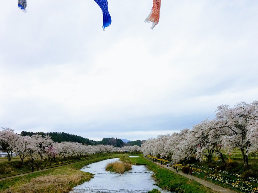 Natsui Sembong Sakura-小野町必去景点
