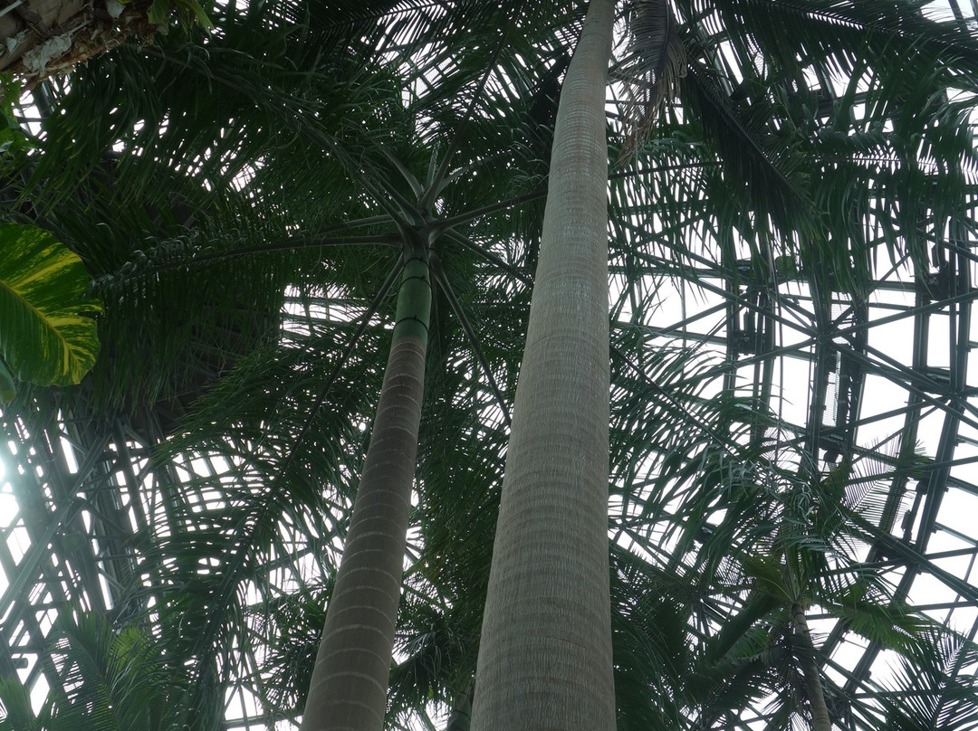 梦之岛热带植物室景点图片