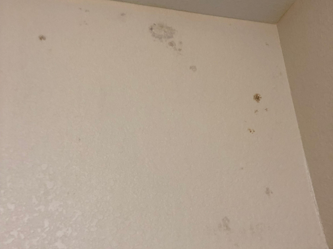 Quality Inn Kingsville Hwy 77主图