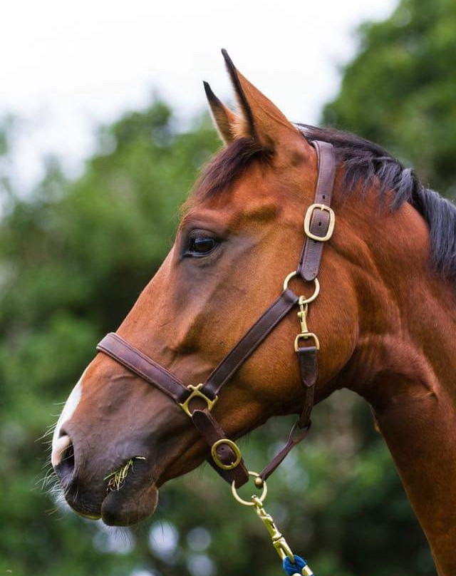 Fitzworthy Equestrian Centre景点图片