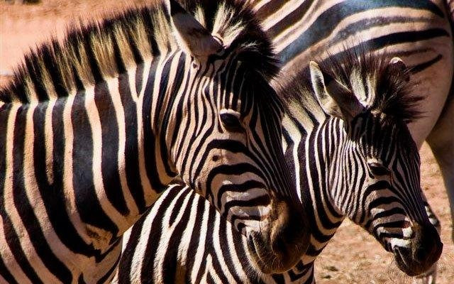 Matadi Africa And Travel Tours-Century City必去景点