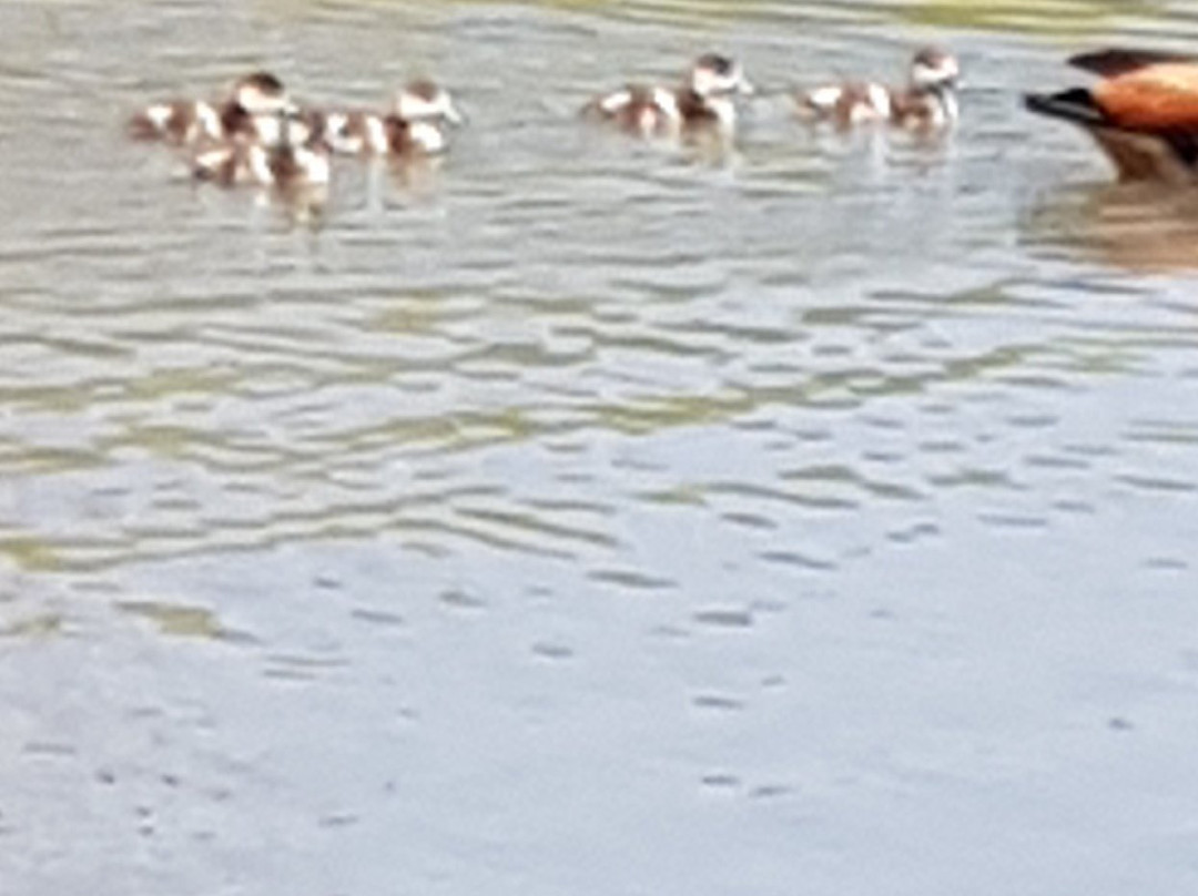 Bokkie Park景点图片