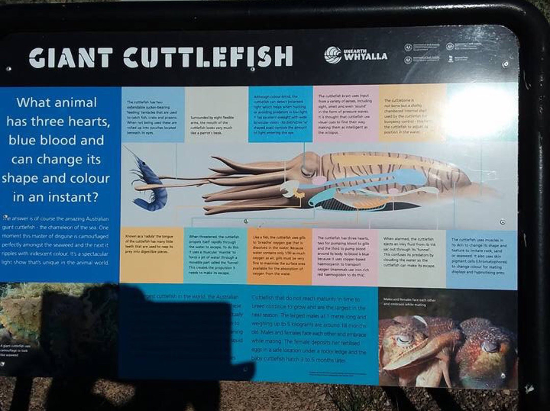 Whyalla Caravan & Tourist Park