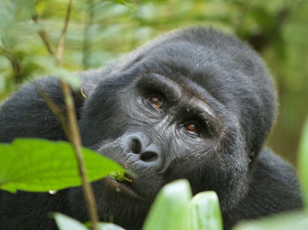 Marlene Africa Safaris-坎帕拉必去景点