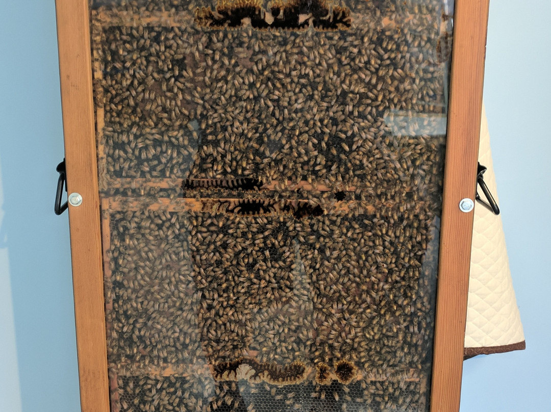 Bee Well Honey and Bee Supply景点图片
