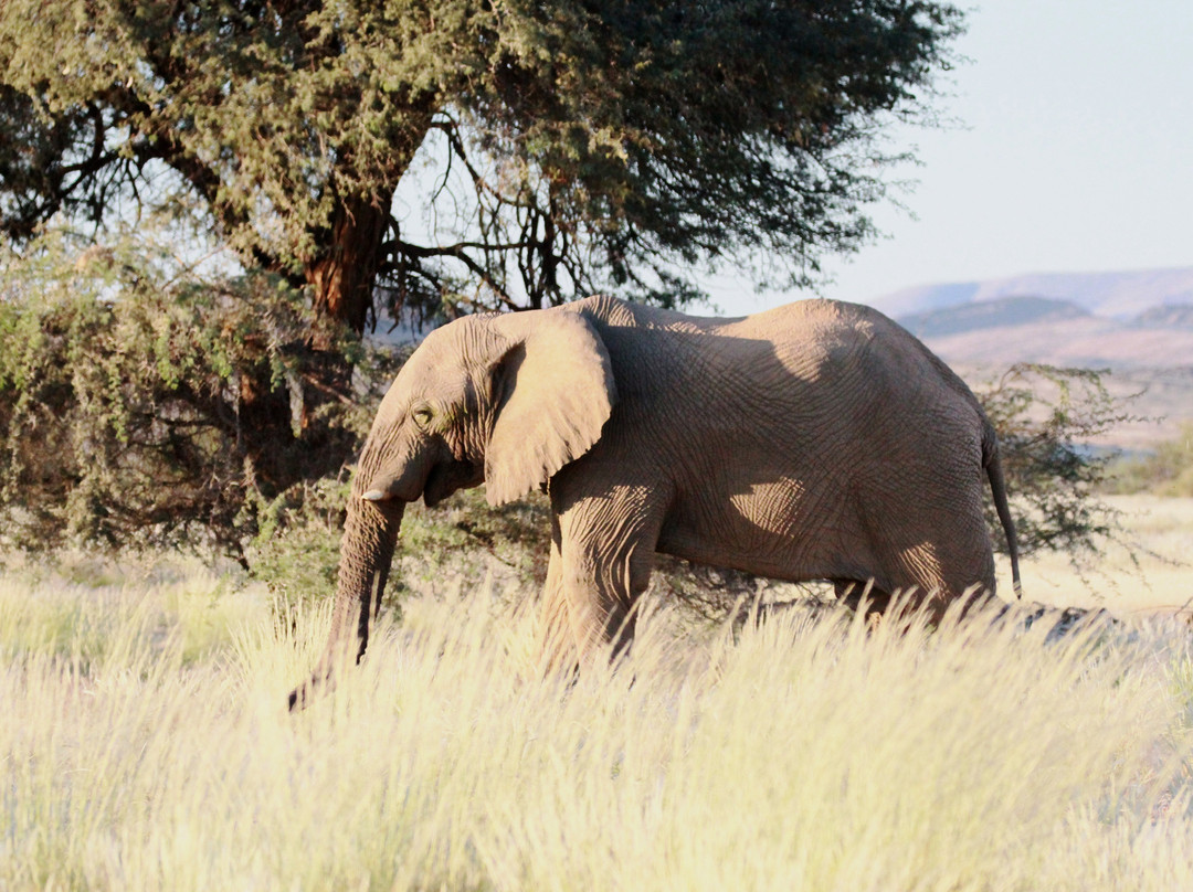 Dessert Elephants Conservation - Kunene Region-Opuwo必去景点