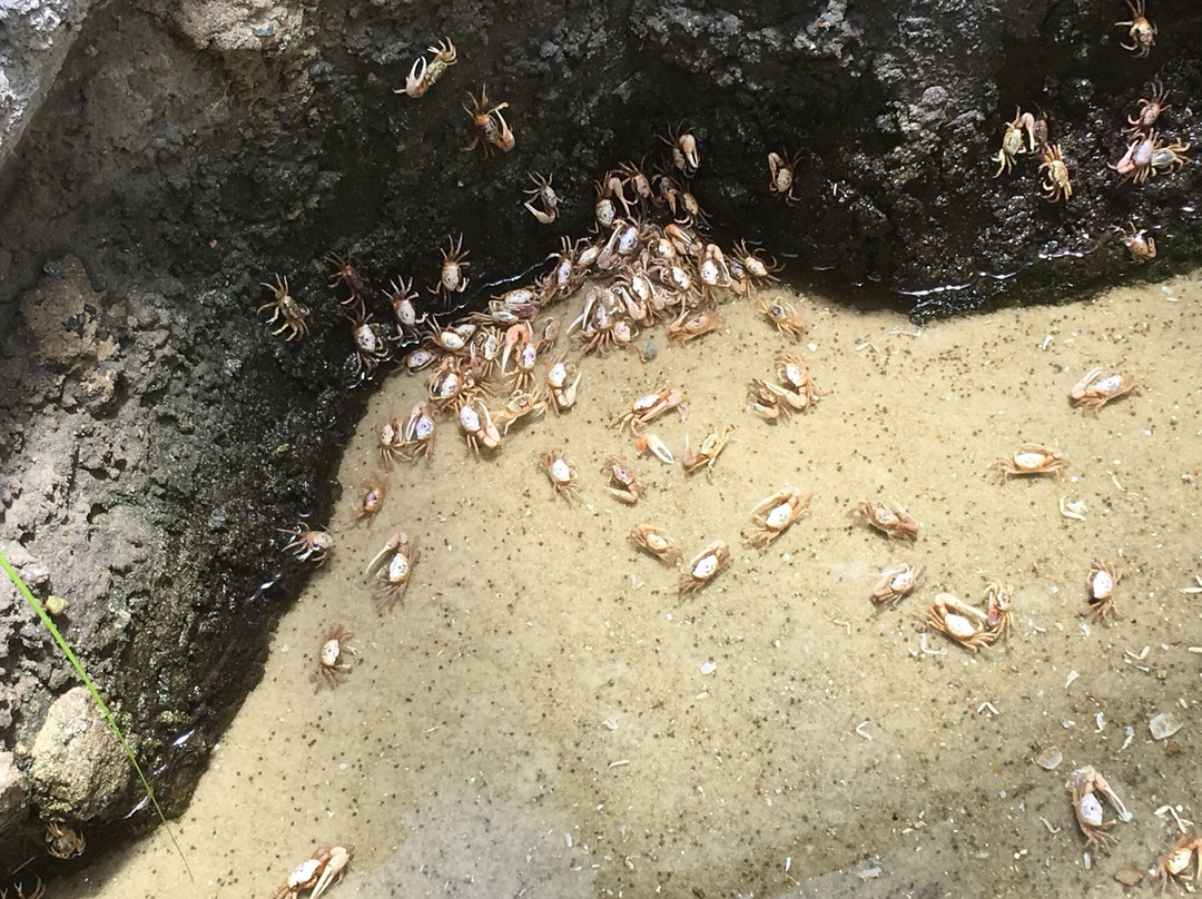 Gulf Specimen Marine Lab & Aquarium-Panacea必去景点