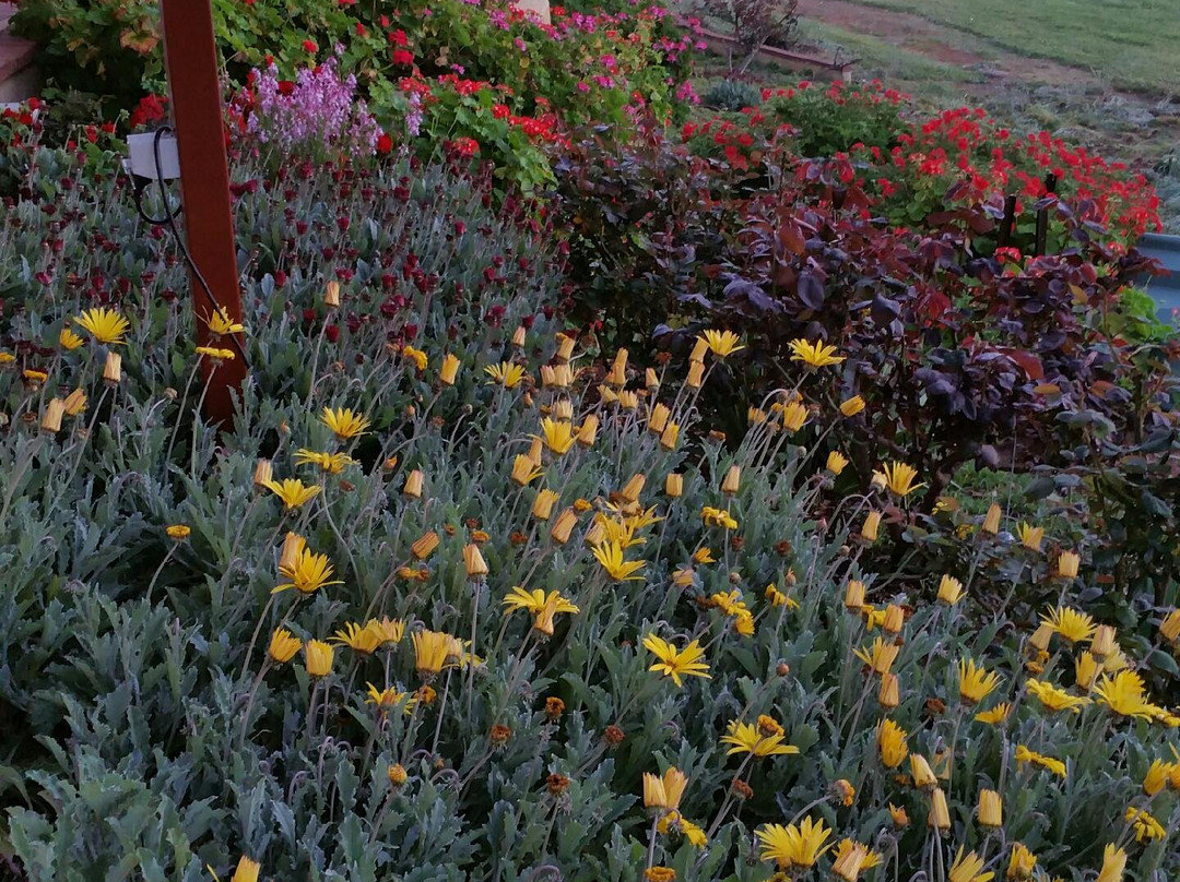 The Olive Branch York主图