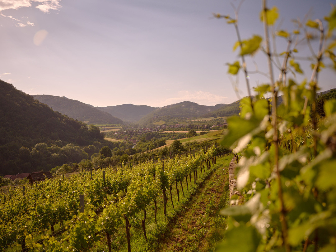 Weingut Martin Muthenthaler