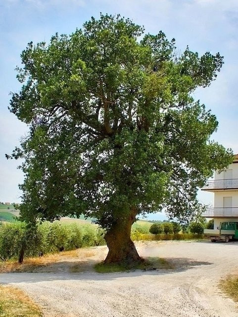 Albero Monumentale delle Marche景点图片