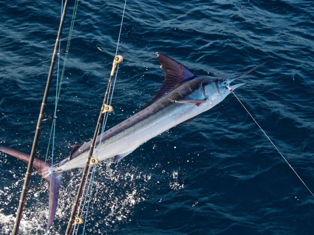 Caribsea Sportfishing景点图片