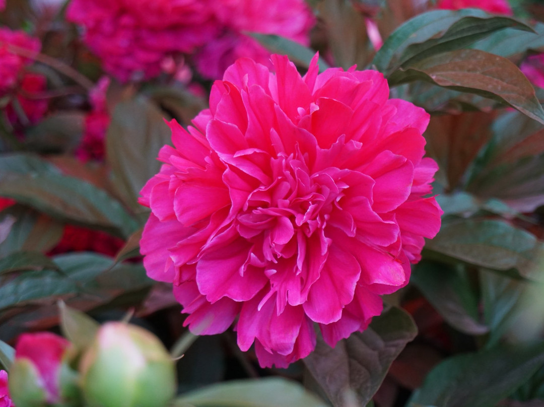 隋唐城植物园-洛阳市必去景点