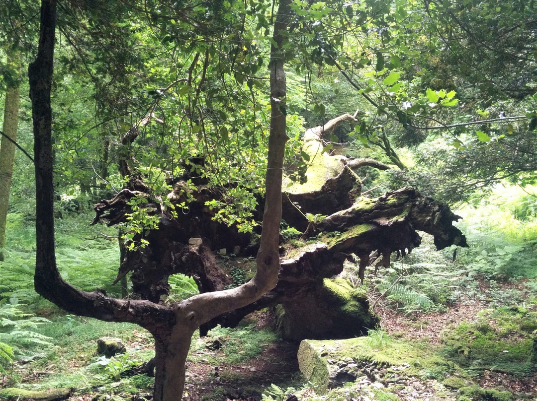 Lancrigg - Wordsworths Woodland Walks景点图片
