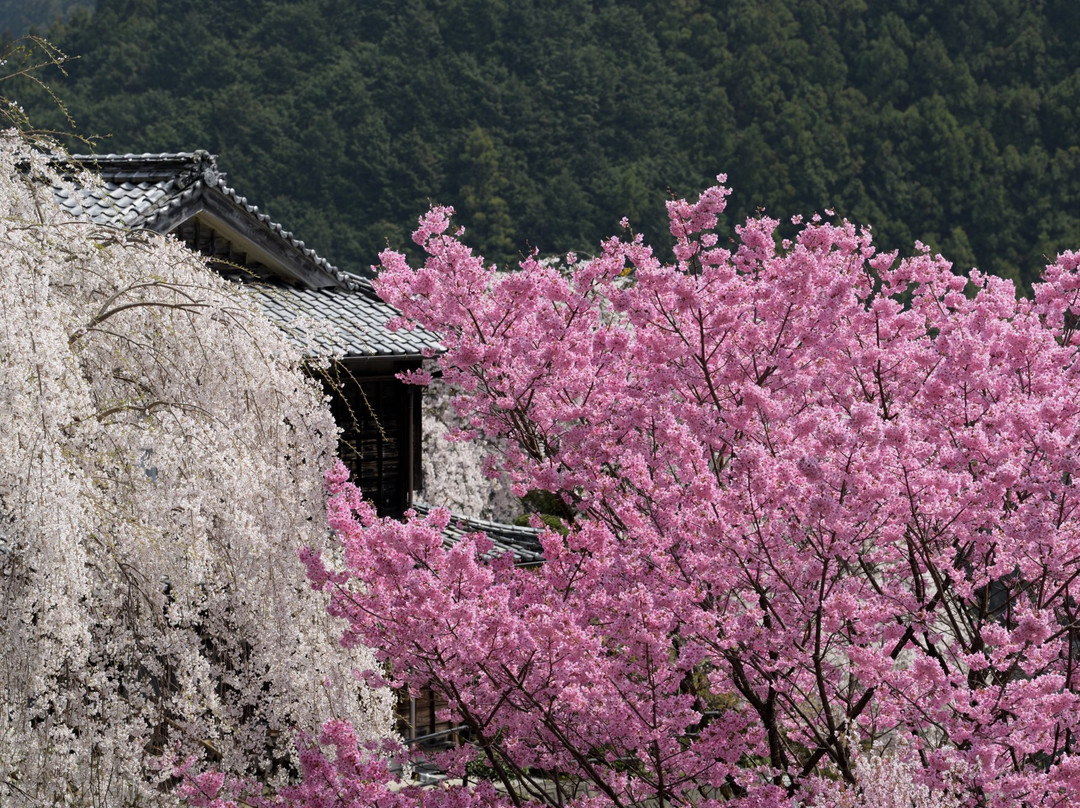 Oishike's Weeping Cherry Blossoms-仁淀川町必去景点