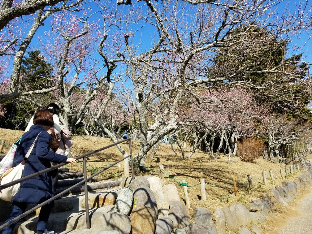 Shuzen-ji Temple Plum Grove-伊豆市必去景点