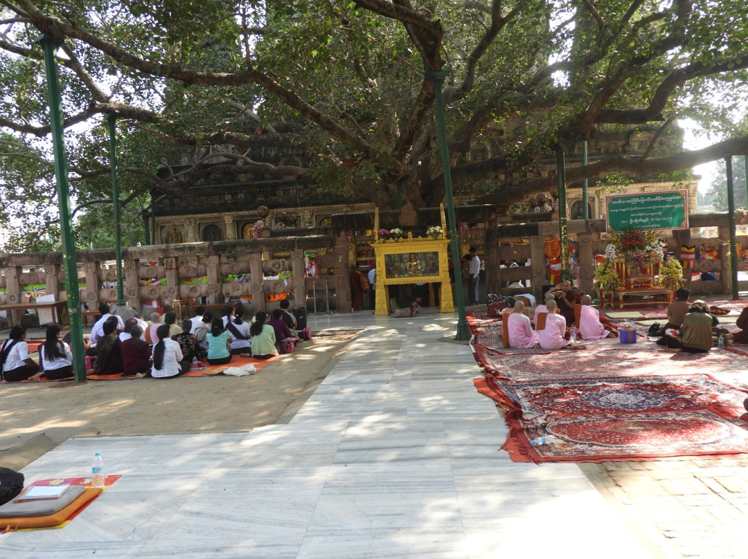 Bodhi Tree-菩提伽耶必去景点