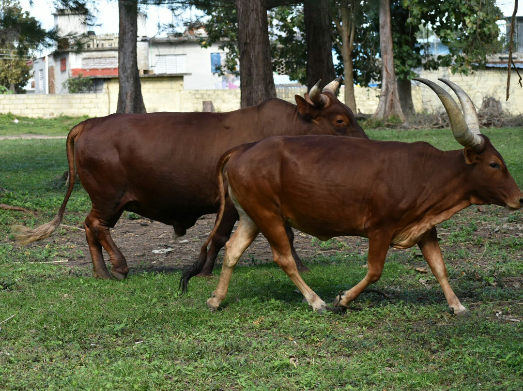 Parque Zoológico El Bosque de Sancti Spíritus景点图片