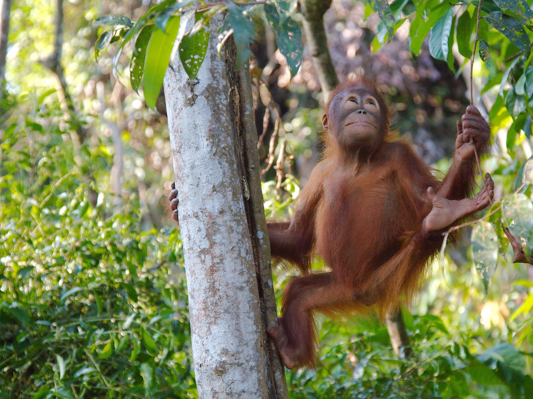 Orangutan Voyage-Kumai必去景点