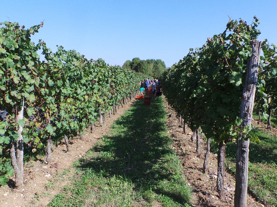 Cantina Vini Lavaroni-Buttrio必去景点