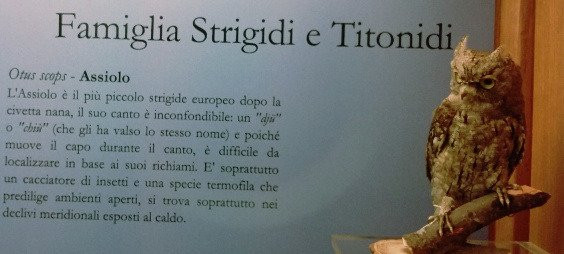 Museo Naturalistico Patrizio Rigoni景点图片