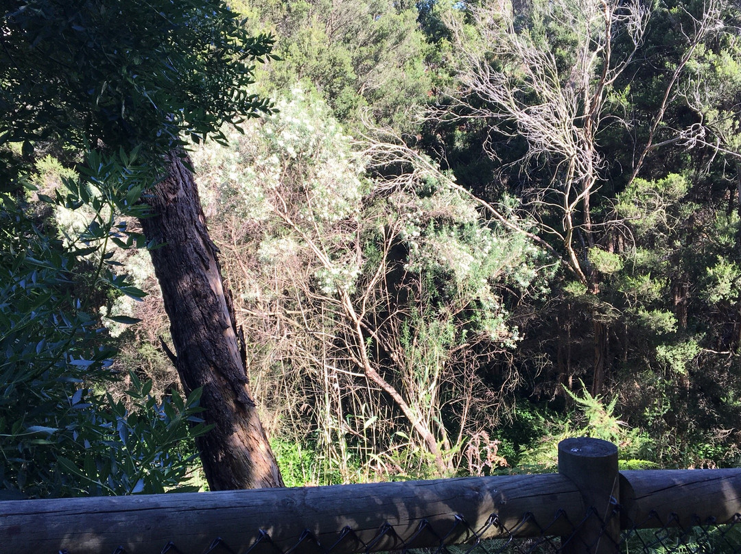 Lower Sweetwater Creek Reserve景点图片
