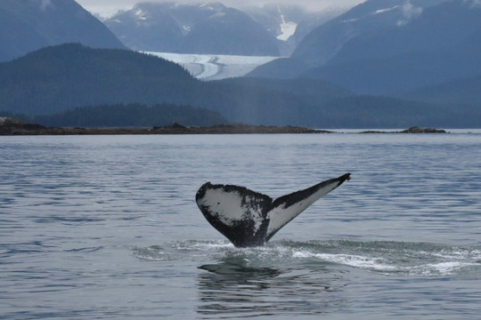 Alaska Luxury Tours-朱诺必去景点