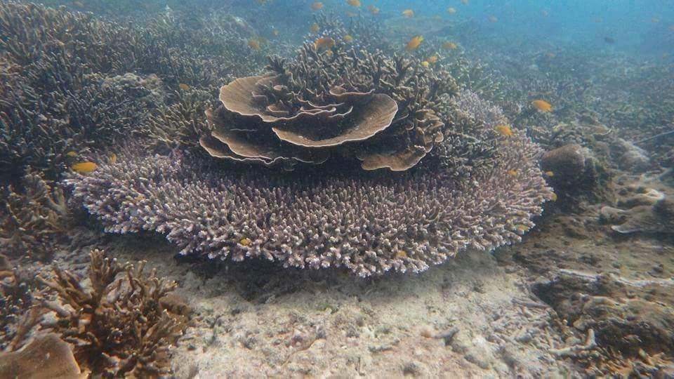 St. Luke Snorkeling Day Trip-丹老群岛必去景点