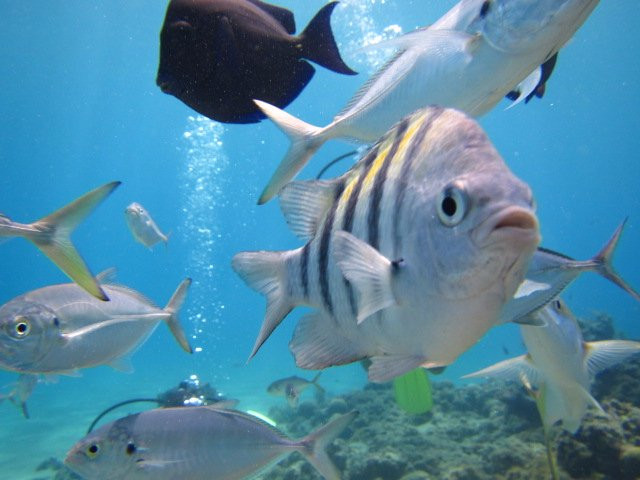 Dive Cabarete-苏莎亚必去景点