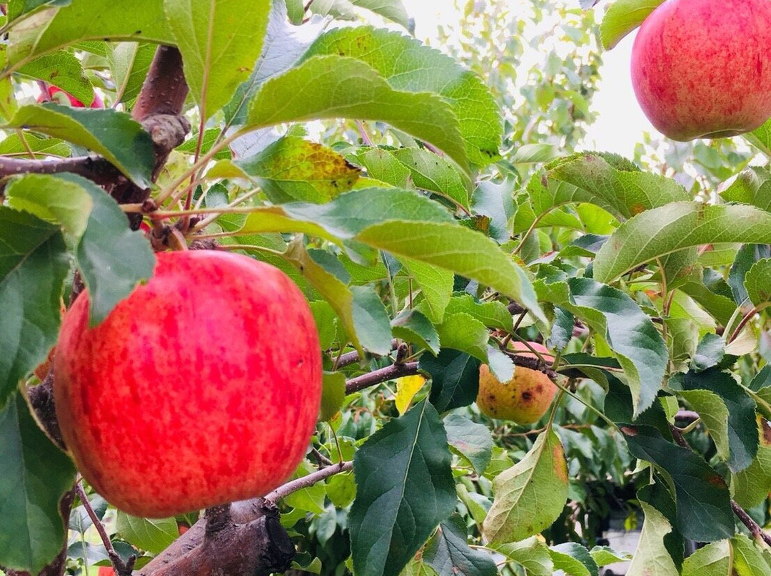 Yokoyama Fruit Farm-网走市必去景点