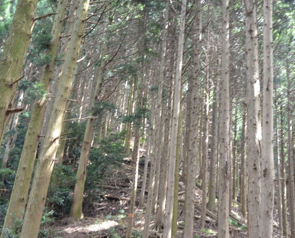 Mt. Ryugatake景点图片