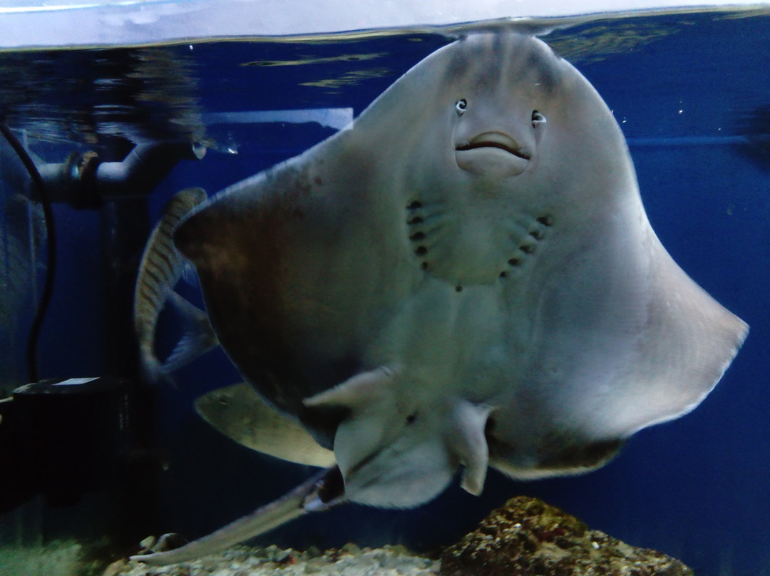 Adriatic aquarium Baška-Baska必去景点