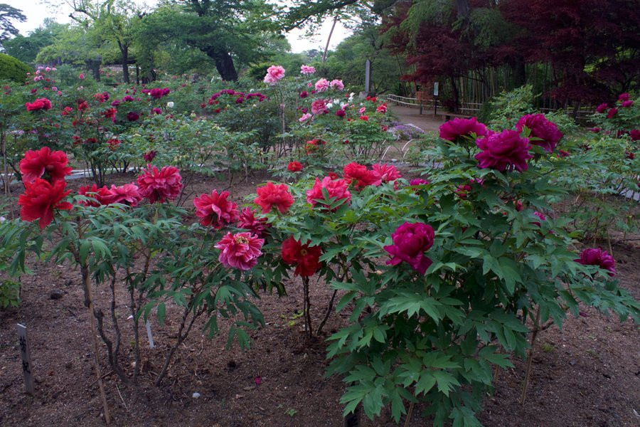 Sukagawa Peony Garden-须贺川市必去景点