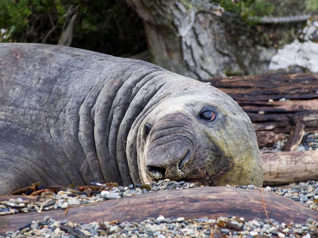 Expedición Fitz Roy-蓬塔阿雷纳斯必去景点