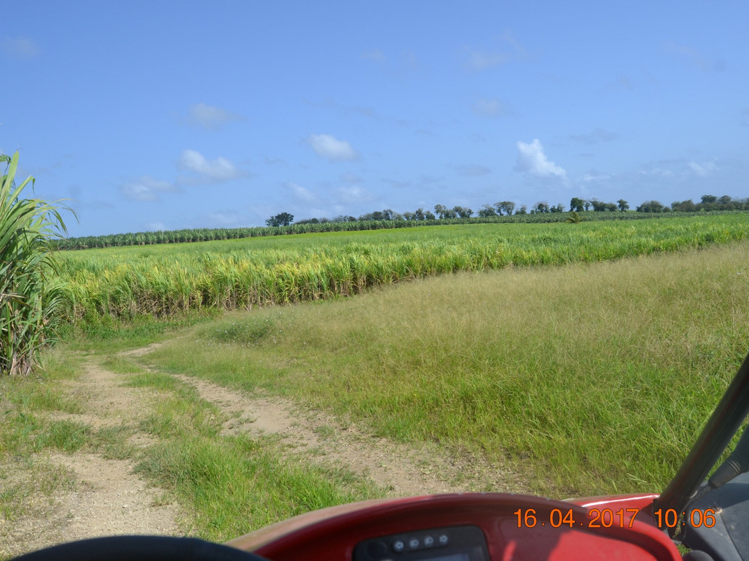 Plantation Leyritz-Basse-Pointe必去景点