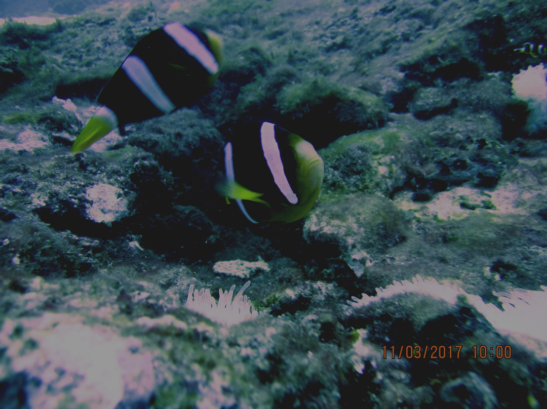 Taprobane Divers景点图片