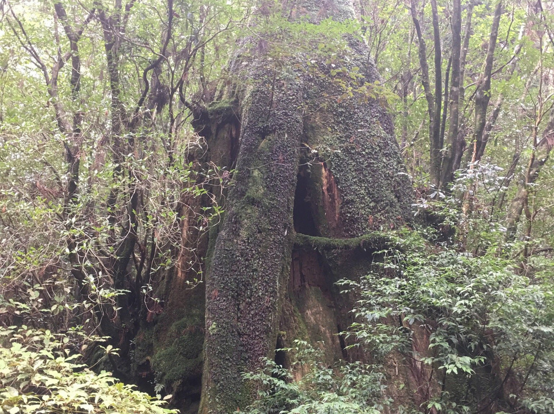 Sandaisugi景点图片