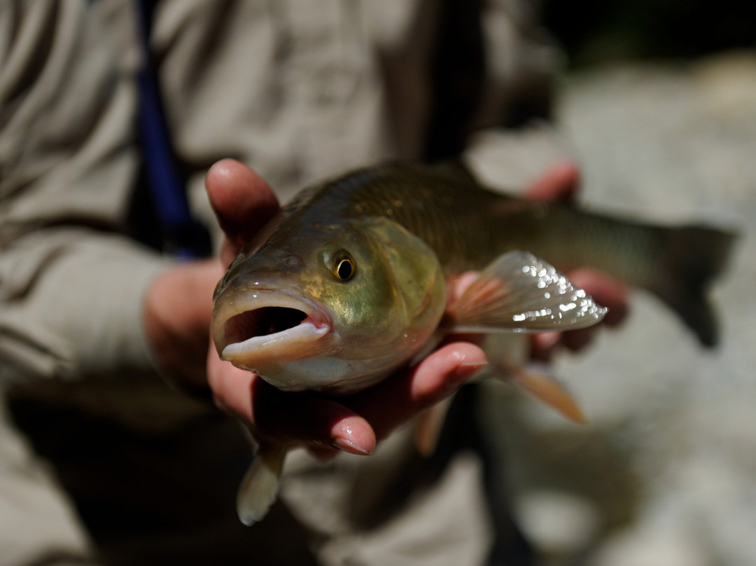 Upstreamflyfishing景点图片