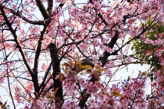 Heiwa no Mori Park-中野区必去景点