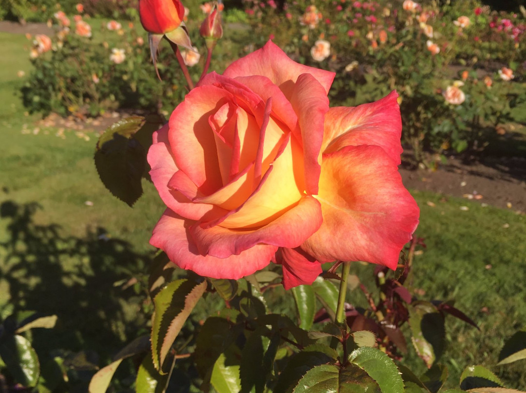 Joan Williamson Rose Garden景点图片