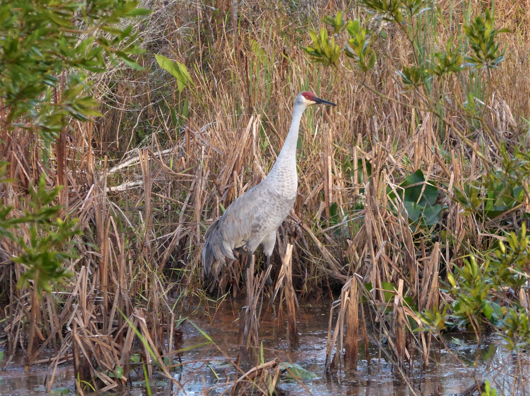 Lake Norris Conservation Area-Eustis必去景点