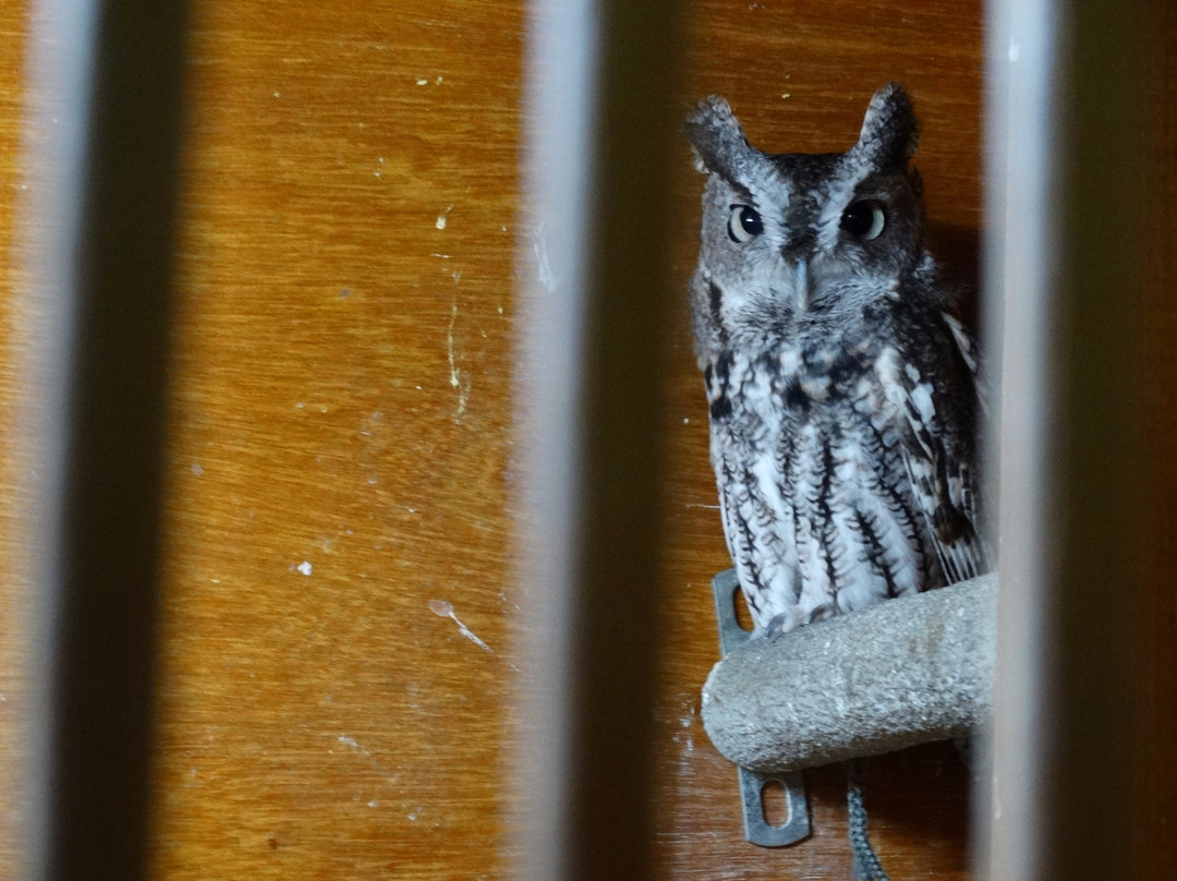 De Graaf Nature Center-荷兰村必去景点