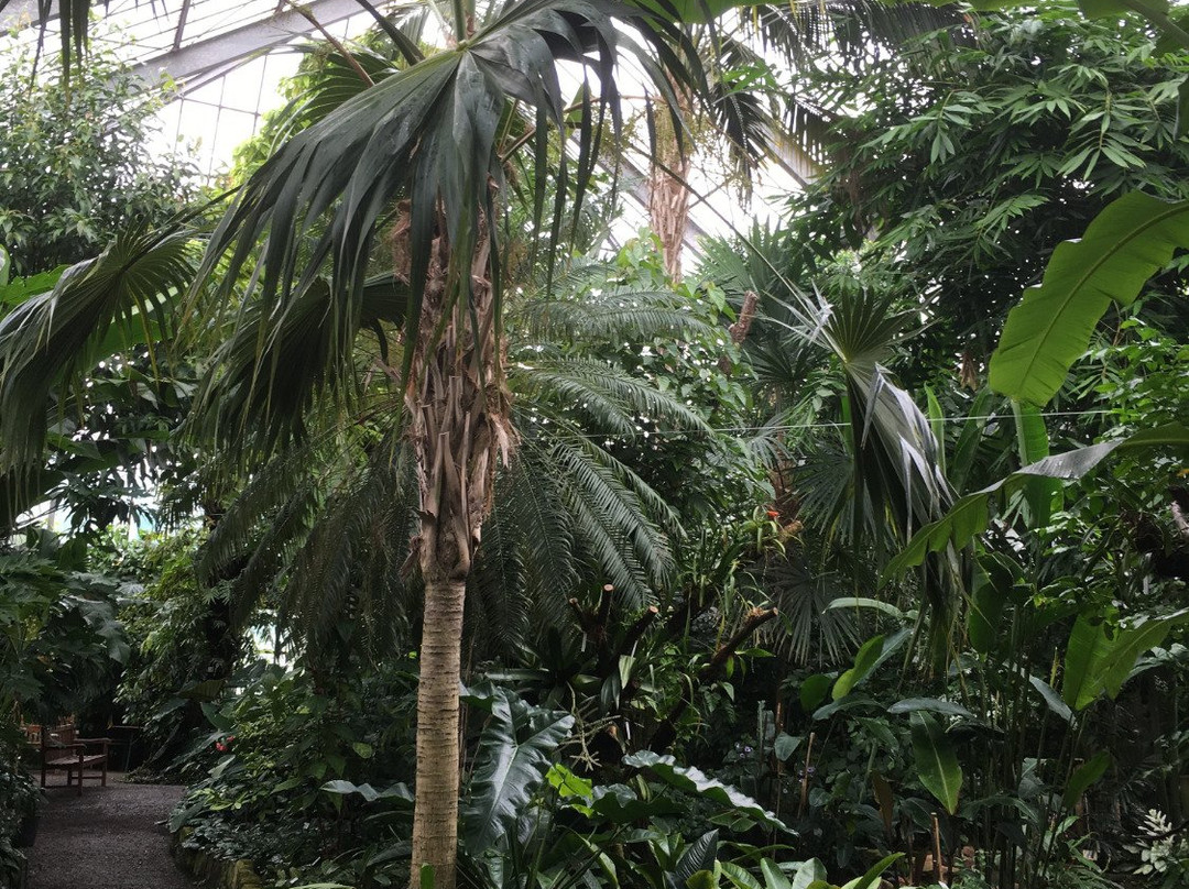 Botanischer Garten der Universitat Heidelberg景点图片