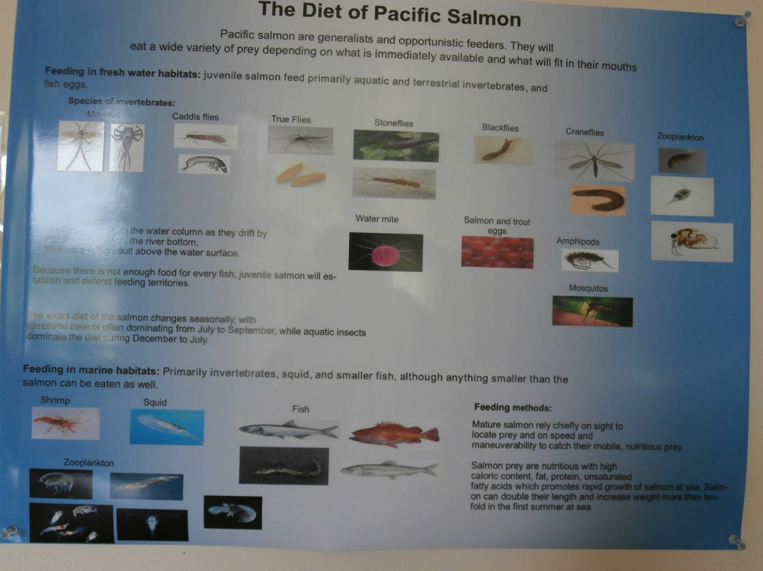 Susitna Salmon Center-塔尔基特纳必去景点