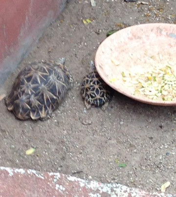 Mini zoo-Warangal必去景点