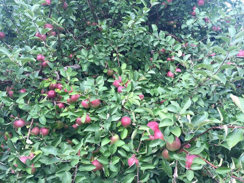 Behling Orchards景点图片