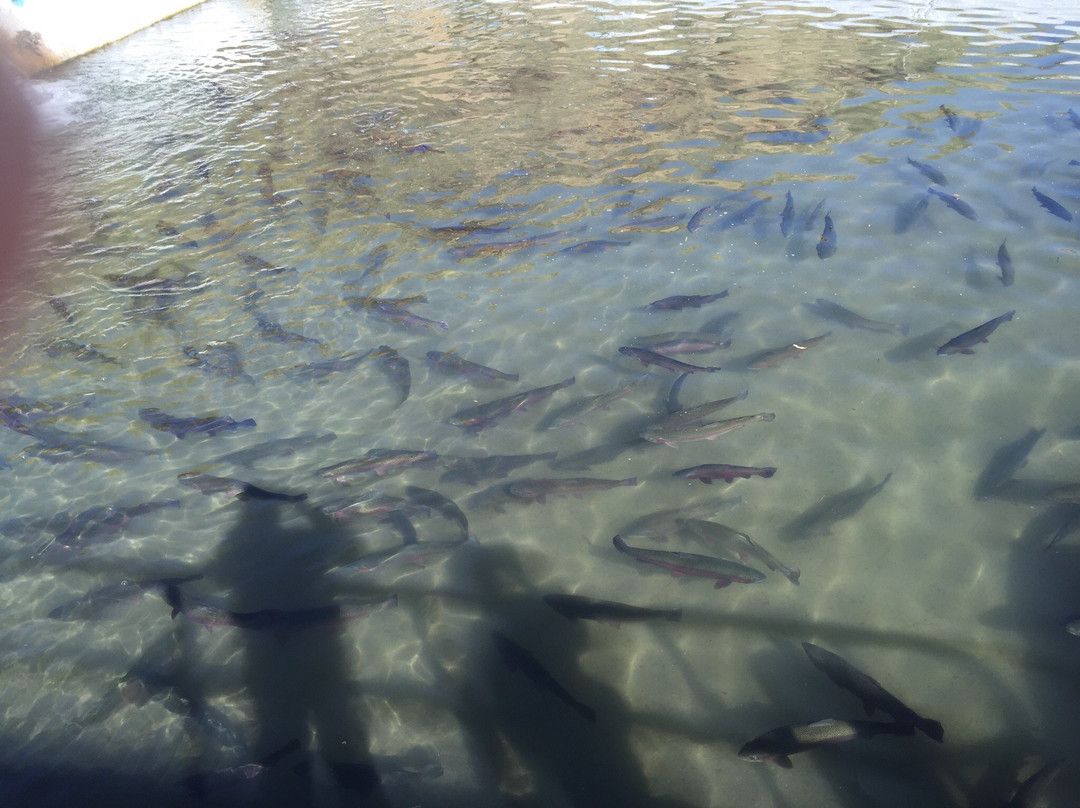 Ingenio Criadero de Truchas-万卡约必去景点