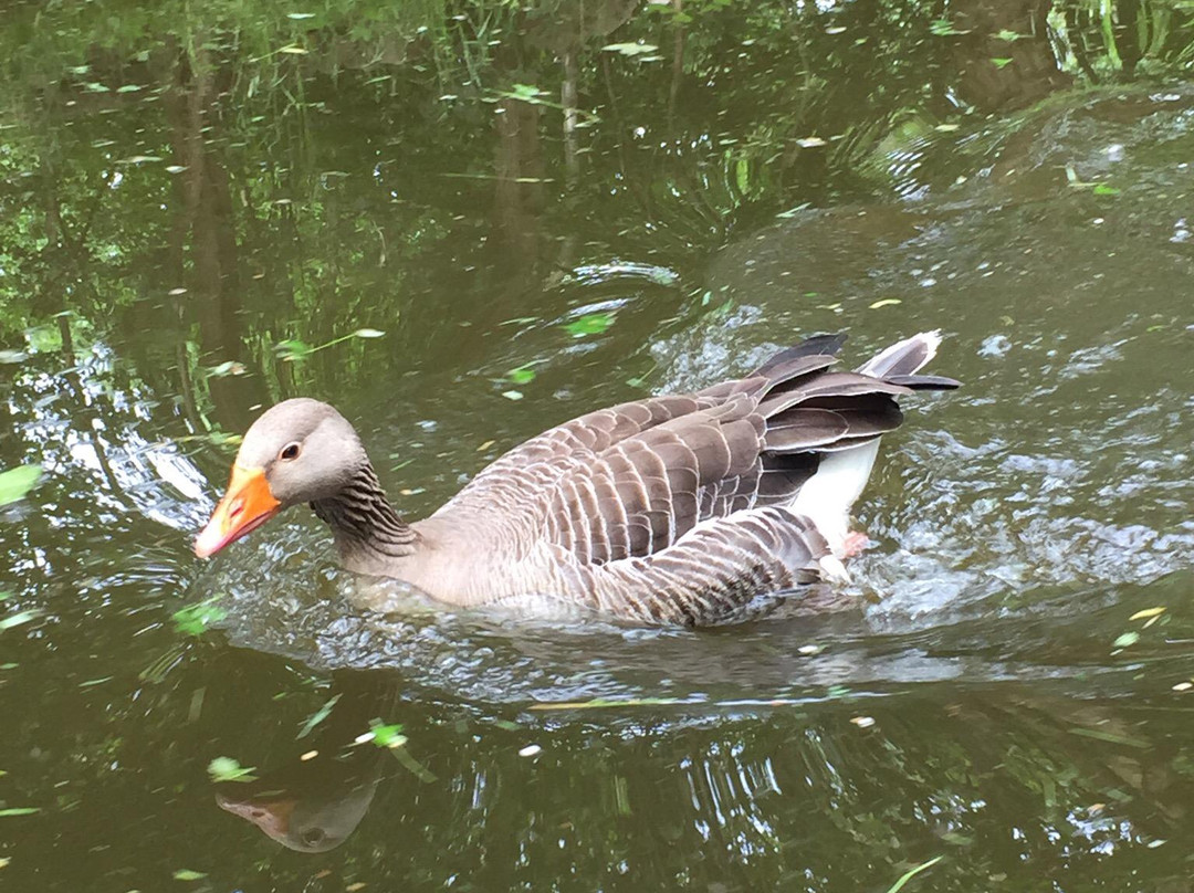 Saltaire Trip Boat景点图片