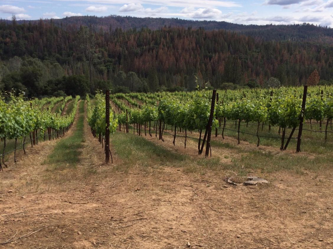 Yosemite Cellars-格罗夫兰必去景点